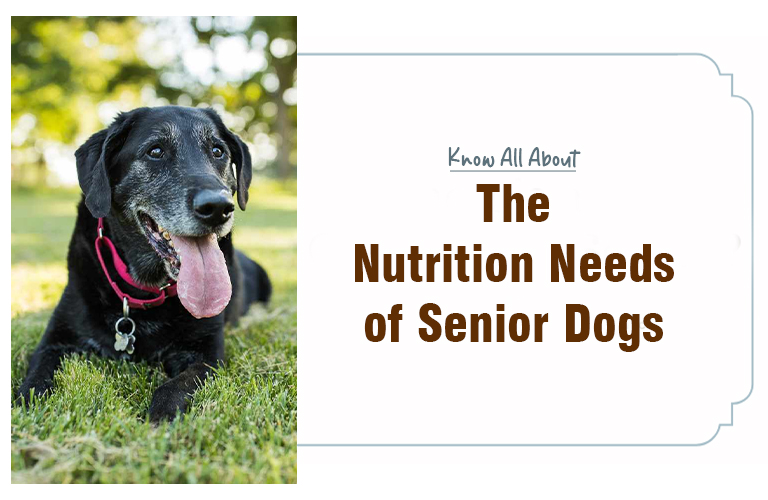 supplements for senior dogs