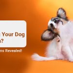 What's Making Your Dog Scratch? Top Reasons Revealed!