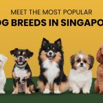 popular dog breeds in singapore | With their cute wiggling tails and tongues out, dogs definitely make this world a happy and goofy place. There are over 360 dog breeds in the world. However, this blog focuses on some of the most unique and popular dog breeds in Singapore. You’ll learn about the personality, grooming, and activity level of dog breeds like the Singapore special dog, Shih Tzu, Maltese, etc. This will help you make an informed decision if you’re bringing a new member into the family. Let’s get started! Table of Contents Popular Dog Breeds in Singapore Maltese Mongrels (Singapore Special Dog) Pomeranian Shih Tzu Poodle Parting words Popular Dog Breeds in Singapore Here are some of the most popular dog breeds in Singapore. Maltese With a small toy-like body and long silky white hair, Maltese is one of the most loved dog breeds in Singapore. Maltese are ideal for interior living with their cuteness, charming personality, adaptability, and non-shedding coat. However, despite their gentle nature, they can bark vigorously to alert you about strangers or noises around. Personality: Gentle, lively, forms close bonds. Grooming: Non-shedding coat. The white hair needs regular brushing and combing. Activity Level: Moderate Life Expectancy: 12 to 15 years Mongrels (Singapore Special Dog) Singapore Special Dog, sometimes referred to as Mongrels (mixed-breeds), isn’t actually a breed but a term used for local mixed-breed dogs. They don’t have officially recognised purebred ancestors as they are believed to be the descendants of free-breeding village dogs. Being a local breed each Singapore special looks different and they come in all sizes, colours, and patterns. Personality: They don’t have a generic personality, their behaviour varies as per the environment they grow up in. Grooming: Require general care and grooming. Brushing needs may vary as per their coat type. Activity Level: Moderate to high as they are habitual of roaming and walking. Life Expectancy: 15 years or more Pomeranian Pomeranians commonly called “PomPom” are another popular choice of Singaporeans for a home pet. The small body, fluffy fur, playful nature, and foxy look appeal to a lot of people. While they have a lively personality, they bark a lot. However, when given proper training, they become great companions for you and your family. Personality: Friendly and playful Grooming: Moderate shedding. They have a double-layer coat which needs brushing and combing at least twice a week. Activity Level: Moderate to high Life Expectancy: 12 to 16 years Shih Tzu With its origin in Tibet and China, the Shih Tzu is a small dog, with an underbite feature, and a silky coat. Its name “Shih Tzu” literally means “Lion dog” which fits perfectly as they have a long coat with fast-growing hair. They are prone to heat stroke since they have a flat face shape. Personality: Outgoing, playful, affectionate Grooming: Low shedding. The fast-growing hair requires regular brushing and combing. Activity Level: Moderate Life Expectancy: 10 to 16 years Poodle Originating from Germany, their “teddy bear” look is such that as soon as you look at them, you can’t help but say “Aww.” It’s like they leave paw imprints on your heart. Poodles are very active, adaptable, and highly intelligent, making them easy to train. Personality: Friendly, outgoing, loyal, and intelligent. Grooming: Their fur needs regular trimming every six to eight weeks. Activity Level: Medium to high Life Expectancy: 12 to 15 years Parting words So, the blog discussed the dog breeds that are most popular among dog parents in Singapore. If you’re getting home a new doggo, the information shared above will guide you in selecting an ideal companion for your family and home. Also, we provide the best pet supplies in Singapore. Good Luck! Tags: singapore breed dogsingapore special dogsingapore special dog breed