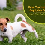 Discover effective tips to prevent and fix dog urine damage on your lawn. Learn how to keep your grass green and healthy, even with your furry friend around!