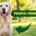People-Friendly Dog Breeds