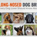 10 Long-Nosed Dog Breeds Perfect for Every Dog Lover