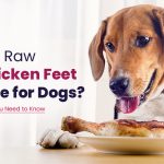 Are Raw Chicken Feet Safe for Dogs