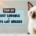 20 cute cat breeds