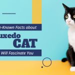 SPC_Little-Known Facts about Tuxedo Cats That Will Fascinate You_25-11-2024