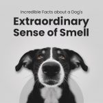 Incredible Facts about a Dog's Extraordinary Sense of Smell