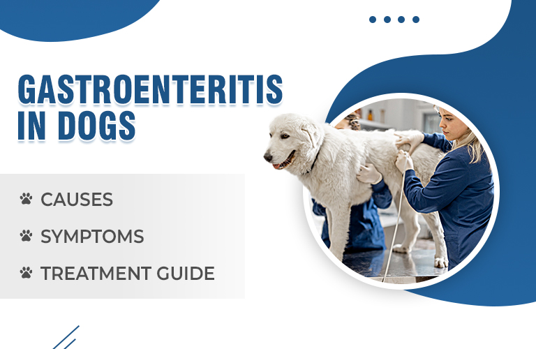 Gastroenteritis in Dogs: Causes, Symptoms, and Treatment Guide