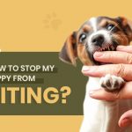 How to Stop My Puppy from Biting?