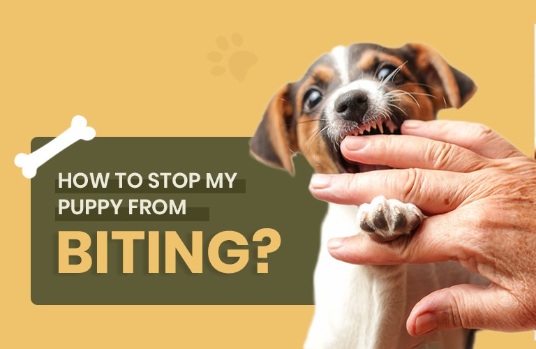 How to Stop My Puppy from Biting?