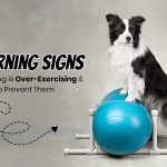 Symptoms of Over-Exercising in Dogs