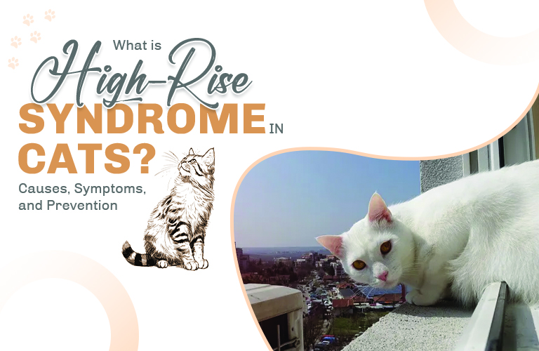 What Is High-Rise Syndrome in cats