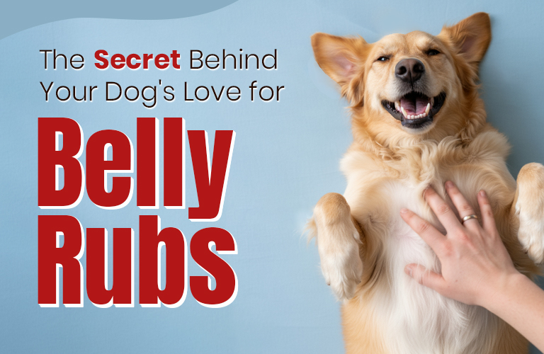 dog belly rubs