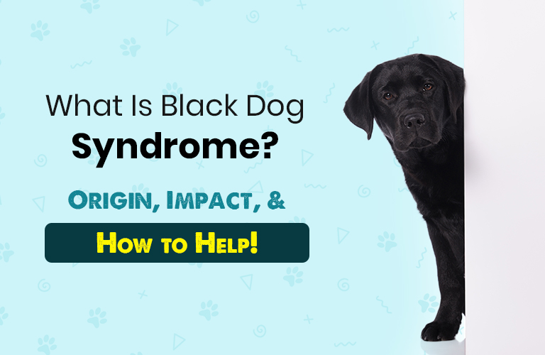 what is black dog syndrome