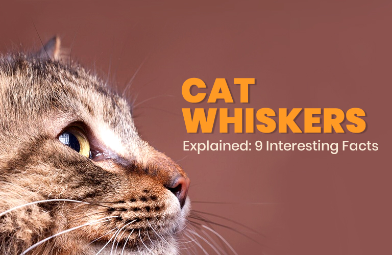 Cat Whiskers Explained: 9 Interesting Facts