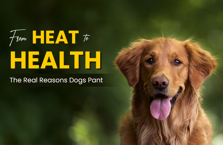 Why Do Dogs Pant? Understanding Canine Panting and Its Causes