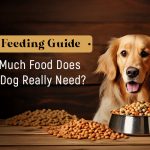 dog feeding guide