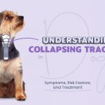 Collapsing Trachea in Dogs