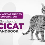 ocicat cat health and care guide