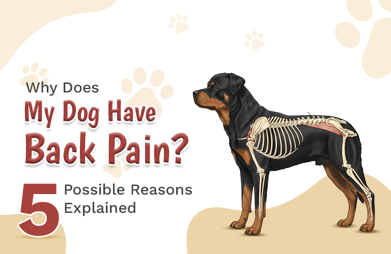 Why Does My Dog Have Back Pain? 5 Possible Reasons Explained