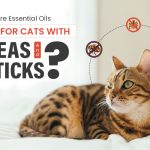 Are Essential Oils Safe for Cats with Fleas and Ticks?