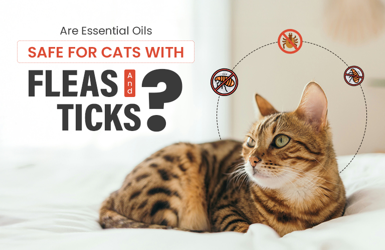 Are Essential Oils Safe for Cats with Fleas and Ticks?