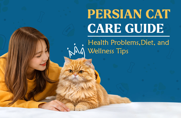 Persian Cat Care Guide: Health Problems, Diet, and Wellness Tips