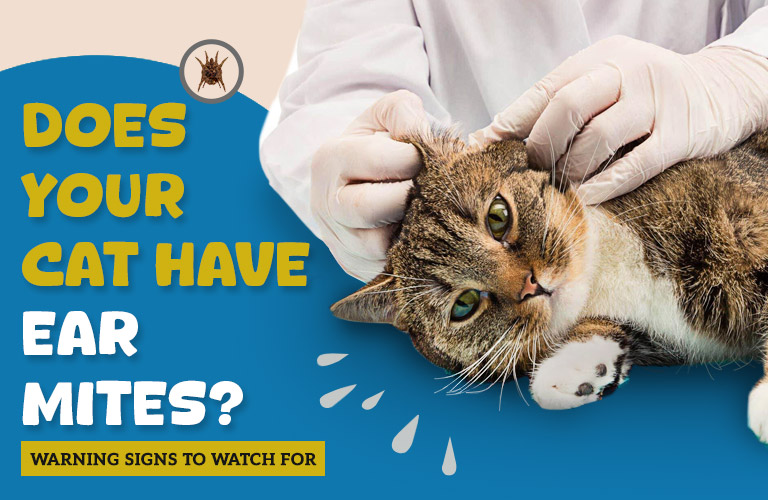 Does Your Cat Have Ear Mites? Warning Signs to Watch For