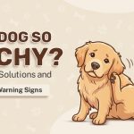 Why Is My Dog So Itchy? Relief Solutions and 7 Vet Warning Signs