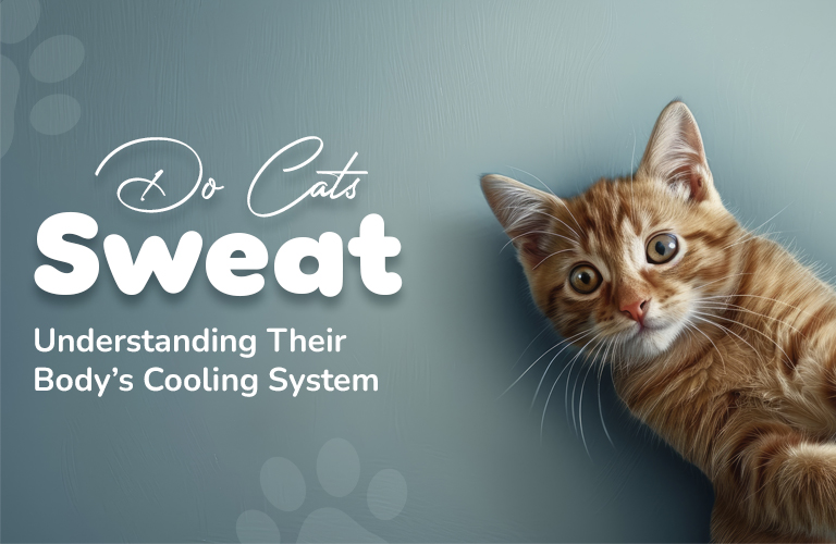 Do Cats Sweat - Understanding Their Body’s Cooling System