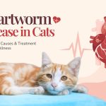 Heartworm Disease in Cats