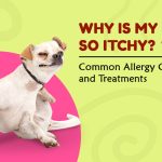 Why Is My Dog So Itchy? Common Allergy Causes and Treatments