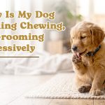 What Causes Excessive Licking, Chewing or Grooming in Dogs?